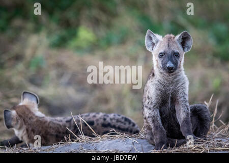 Young Spotted hyena starring at the camera in the Chobe National Park, Botswana. Stock Photo