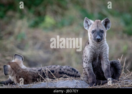 Young Spotted hyena starring at the camera in the Chobe National Park, Botswana. Stock Photo