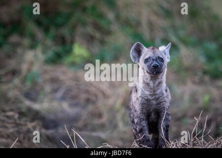 Young Spotted hyena starring at the camera in the Chobe National Park, Botswana. Stock Photo