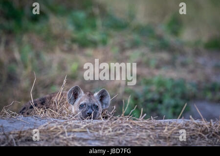 Young Spotted hyena starring at the camera in the Chobe National Park, Botswana. Stock Photo