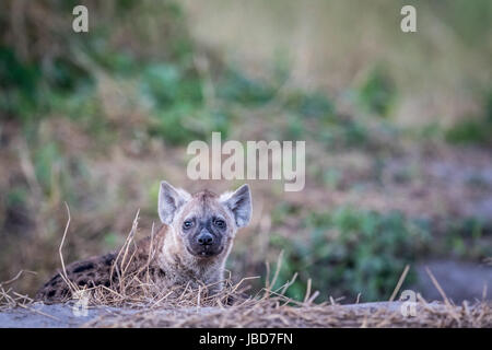 Young Spotted hyena starring at the camera in the Chobe National Park, Botswana. Stock Photo