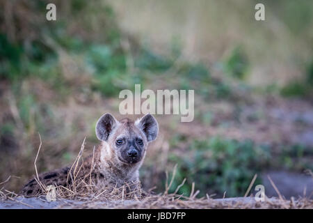 Young Spotted hyena starring at the camera in the Chobe National Park, Botswana. Stock Photo