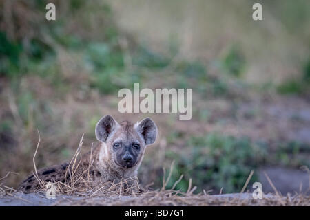 Young Spotted hyena starring at the camera in the Chobe National Park, Botswana. Stock Photo