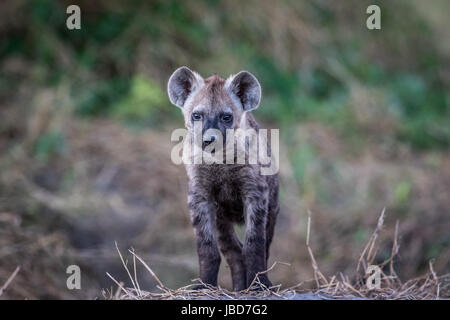 Young Spotted hyena starring at the camera in the Chobe National Park, Botswana. Stock Photo