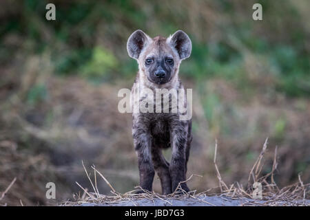 Young Spotted hyena starring at the camera in the Chobe National Park, Botswana. Stock Photo