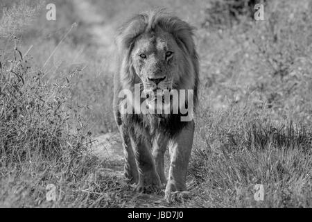 Big male Lion walking towards the camera in black and white in the Chobe National Park, Botswana. Stock Photo