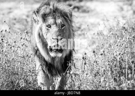 Big male Lion walking towards the camera in black and white in the Chobe National Park, Botswana. Stock Photo