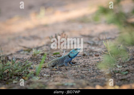 Southern tree agama on the ground in the Marakele National Park, South Africa. Stock Photo