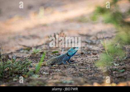 Southern tree agama on the ground in the Marakele National Park, South Africa. Stock Photo