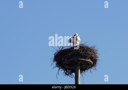 Weißstorch im 'Horst'