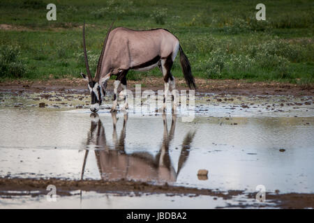 Oryx drinking from a pool of water in the Kgalagadi Transfrontier Park, South Africa. Stock Photo