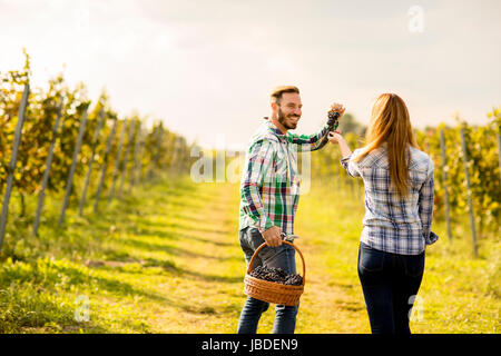 View at View at farmers harvesting grapes in a vineyard Stock Photo