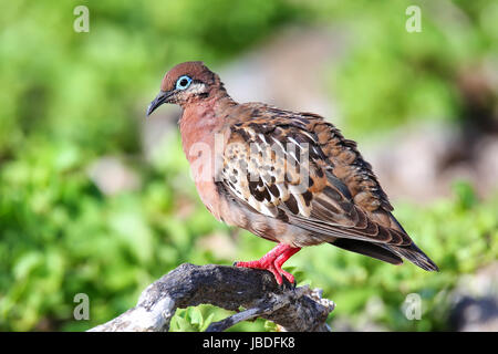 Galapagos Dove (Zenaida galapagoensis) on Genovesa Island, Galapagos National Park, Ecuador Stock Photo