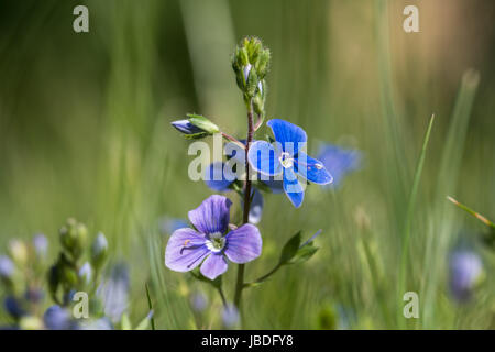 Close-up of blue summer flowers - Germander speedwell Stock Photo