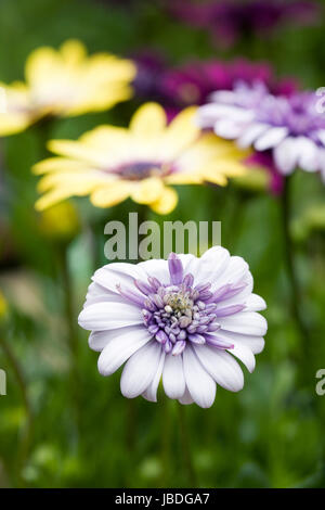 Osteospermum 3D Violet Ice, Osteospermum Serenity Blue eyed Beauty and Osteospermum 3D Purple flowers in early summer. Stock Photo