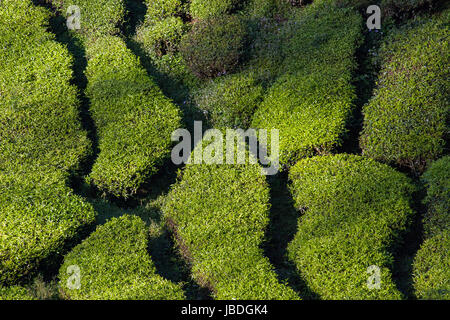 CAMERON HIGHLANDS, MALAYSIA ASIA  - MARCH 27, 2010: Top view of rows of tea plants growing on a plantation. Stock Photo