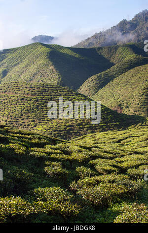 CAMERON HIGHLANDS, MALAYSIA ASIA - MARCH 27, 2010: Hills covered with tea plantations. Stock Photo