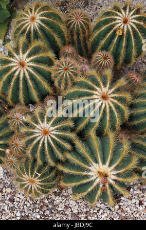 Seven large feathery-needled cacti surrounded by numerous small 'baby' cacti in hothouse setting in the Inverness Botanic Garden, Inverness, Scotland! Stock Photo