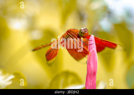 Dragonfly resting on flower bud Stock Photo