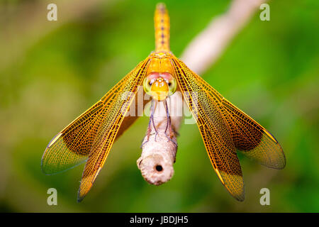 Dragonfly resting on tree branch Stock Photo