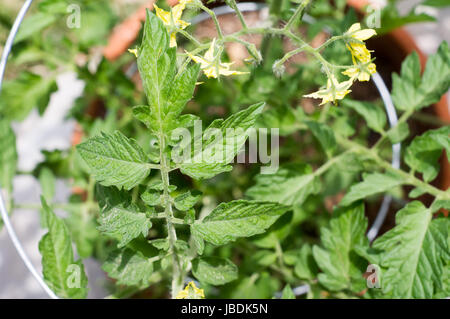 Top view of a blossoming tomato plant in a pot creeping up a wire trellis in a backyard garden. California, USA Stock Photo