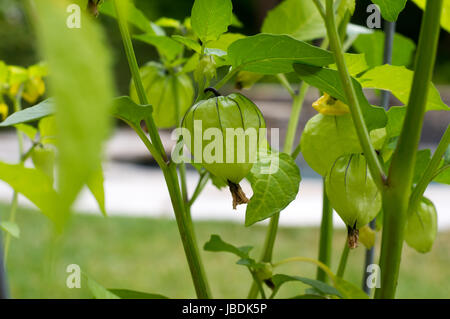 Heirloom tomato plant growing from a pot in a backyard garden with a pool in the background. California, USA Stock Photo