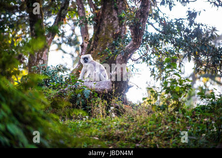 A Langur monkey near the of Himalayan town of Munsyari in Northern India. Stock Photo