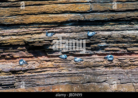 Rock doves / rock pigeons (Columba livia) nesting on ledges in cliff face along the Scottish coast Stock Photo