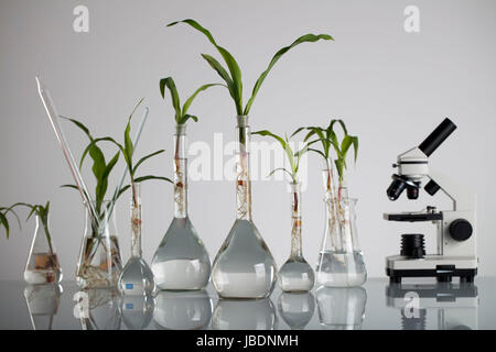 Plants in laboratory. Biotechnolgy concept. White background and glass table. Stock Photo