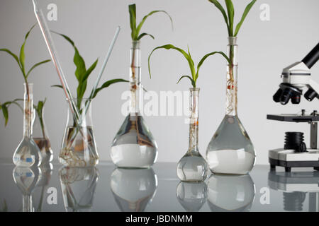 Plants in laboratory. Biotechnolgy concept. White background and glass table. Stock Photo