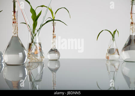 Plants in laboratory. Biotechnolgy concept. White background and glass table. Stock Photo