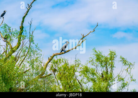 A pair of Little Black Cormorants (Phalacrocorax sulcirostris). Pair of large black cormorant phalacrocorax auritus waterbirds sporting orange Stock Photo