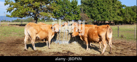 A group of cows eating Stock Photo