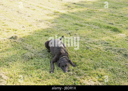 Happy dog rolling in fresh cut grass. Stock Photo