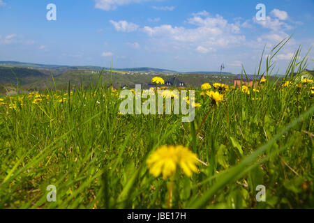Blick ins Tal über eine Löwenzahnwiese im Sommer Stock Photo