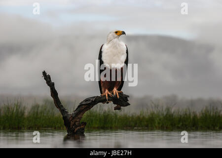 African fish eagle (Haliaeetus vocifer), Zimanga private game reserve, KwaZulu-Natal, South Africa, May 2017 Stock Photo