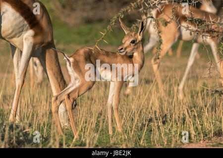 Springbok (Antidorcas marsupialis) calf, Kgalagadi transfrontier park, Northern Cape, South Africa, January 2017 Stock Photo