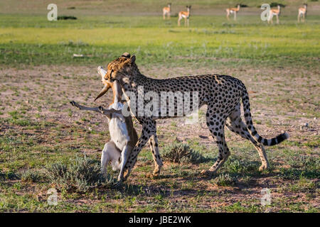 Cheetah (Acinonyx jubatus) with springbok calf kill (Antidorcas marsupialis), Kgalagadi transfrontier park, Northern Cape, South Africa, January 2017 Stock Photo