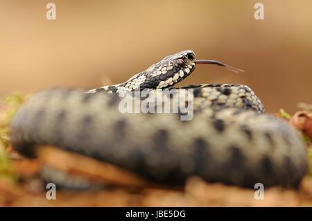 Male Adder with tongue out Stock Photo