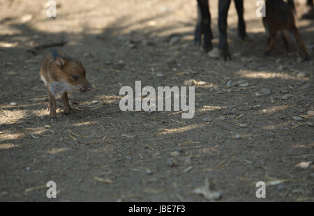 Collared Peccary offspring with his mother, Spain Stock Photo