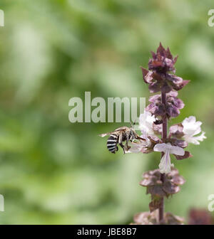 Striped banded Australian native bee Amagilla on a cinnamon basil flower extracting nectar with proboscis Stock Photo