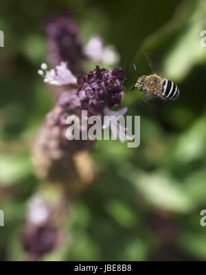Striped banded Australian native bee Amagilla flying to a purple cinnamon basil flower Stock Photo