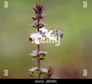 Striped banded Australian native bee Amagilla on a cinnamon basil flower extracting nectar Stock Photo