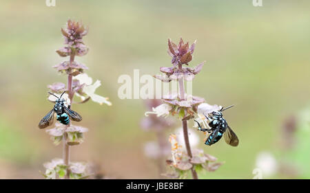 Australian blue neon cuckoo bee  Thyreus nitidulus, live parasitic cuckoo bees on basil flowers