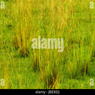 Clumps of Savannah grass going to seed at the ends of each blade of grass. Stock Photo