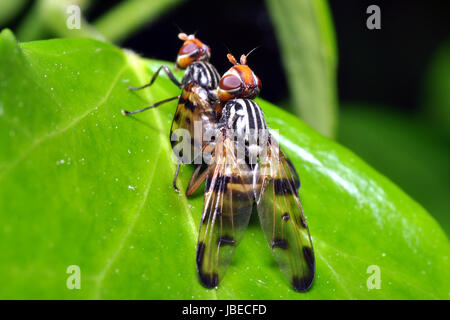 rhagionidae during mating Stock Photo