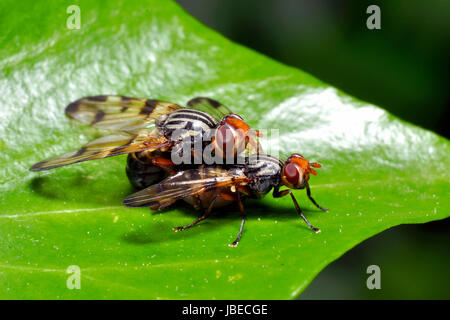 rhagionidae during mating Stock Photo