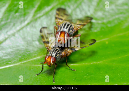 rhagionidae during mating Stock Photo