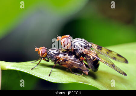 rhagionidae during mating Stock Photo