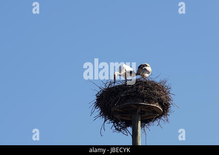 Weißstorchpaar beim Nestbau Stock Photo